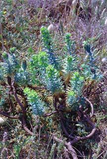 Photo de l'euphorbe-pin, Euphorbia pithyusa