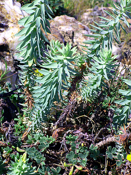 photo de détail d'Euphorbia pithyusa
