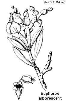 Euphorbia arborea3