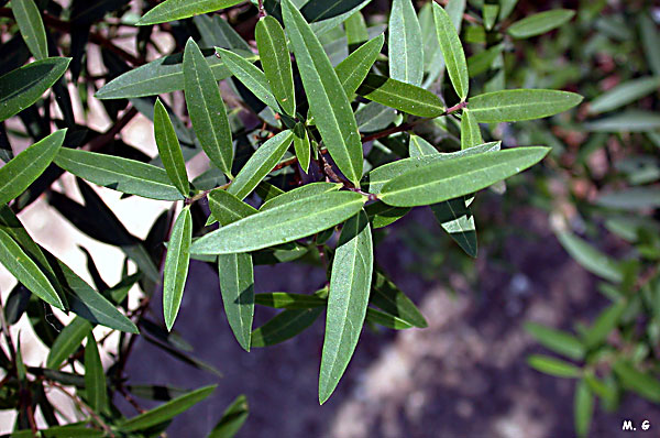photo de Filaire à feuilles étroites, Phillyrea angustifolia