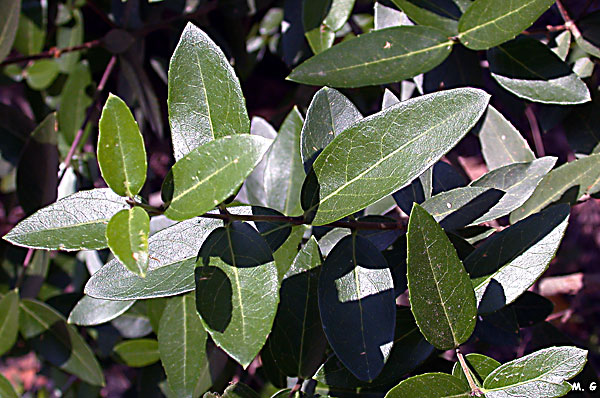 photo filaire à larges feuilles, Phillyrea latifolia