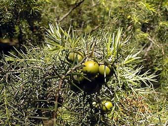 Photo de fruits de Juneperus oxycedrus