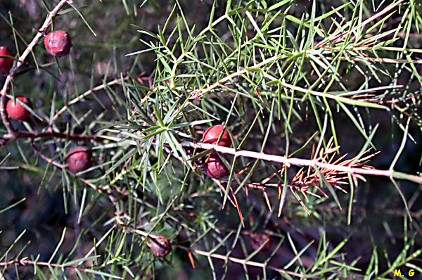 Photo de Genévrier oxycèdre, Juniperus oxycedrus