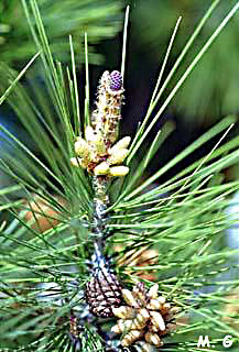 photo d'inflorescences de Pin d'Alep, Pinus halepensis