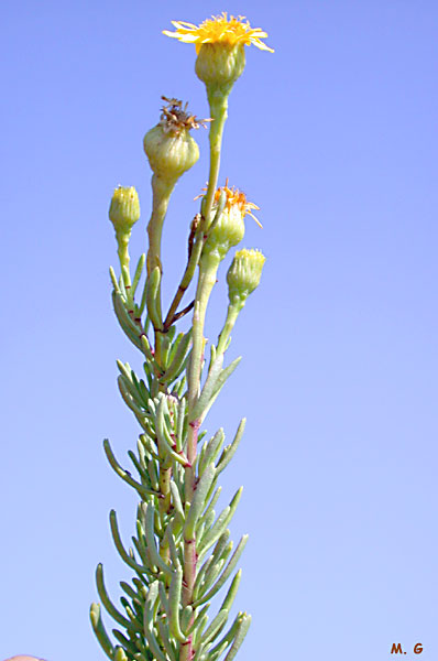 photo de fleur d' Inula crithmoides