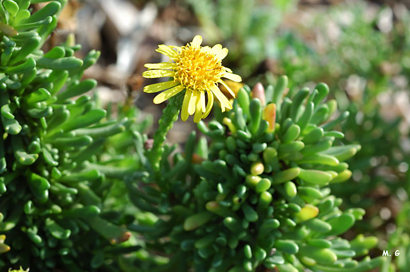 photo d'inule maritime, Inula crithmoides