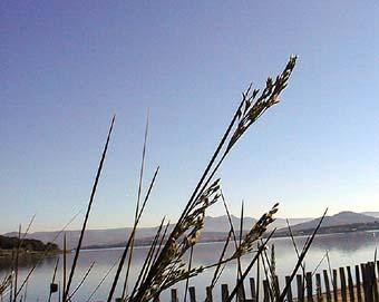 photo du jonc maritime, Juncus maritimus