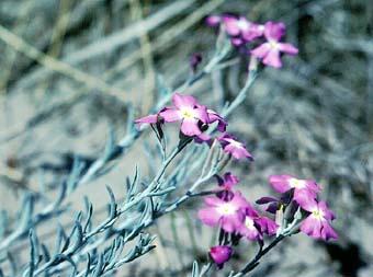 photo de mathiole sinuée, Matthiola sinuata