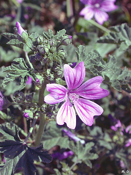Photo de la mauve sylvestre, Malva sylvestris