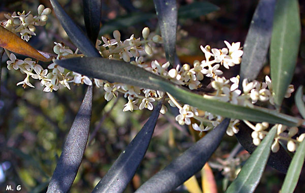 photo de fleurs d'Olea europea
