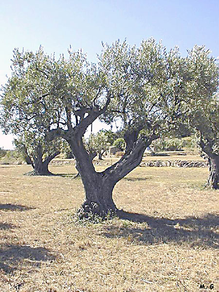 photo d'olivier cultivé
