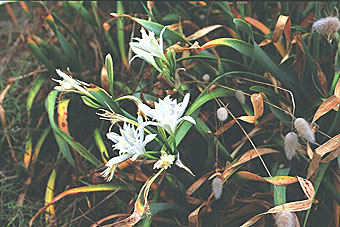 photo du lis de mer, Pancratium maritimum