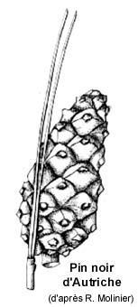 Cône