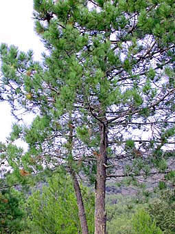 photo de pin noir d'Autriche, Pinus nigra
