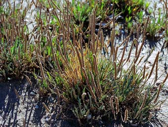 Photo Plantain corne de cerf, Plantago coronopus