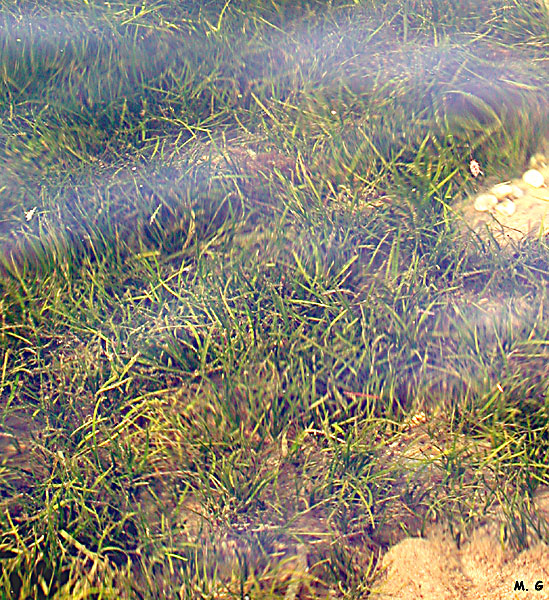 Prairie de Cymodocées