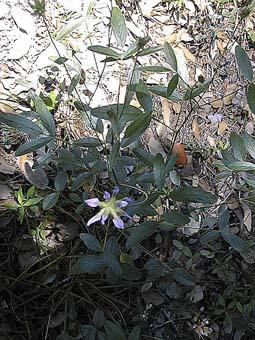 Photo de Psoralée, Bituminaria bituminosa