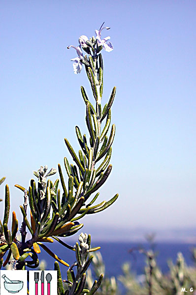 rameau de Romarin officinal, Rosmarinus officinalis