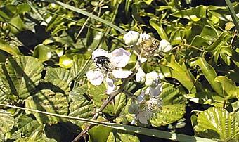 Photo de ronce arbrisseau, Rubus fruticosus