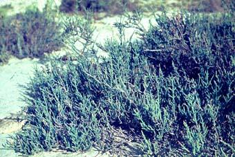 photo de salicorne ligneuse, Sarcocornia fruticosa