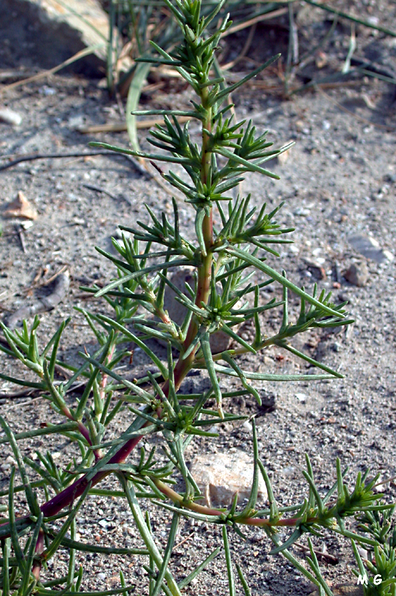 photo de soude commune, Salsola soda
