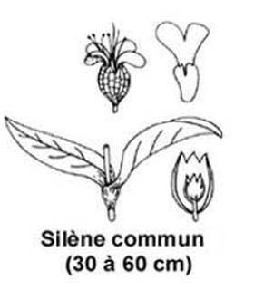 Silène commun