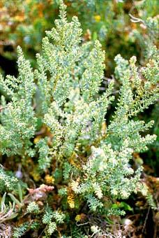 photo de soude ligneuse, Suaeda vera, Suaeda fruticosa