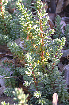 photo de soude ligneuse, Suaeda vera, Suaeda fruticosa