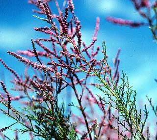 photo du tamaris de France, Tamarix gallica