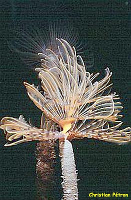 photo de spirographe, Spirographis spallanzanii