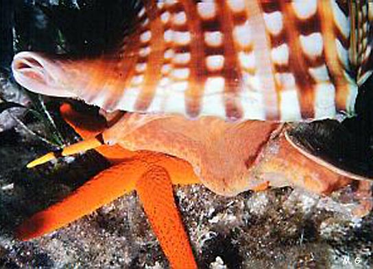 photo du Grand triton, Charonia tritonis