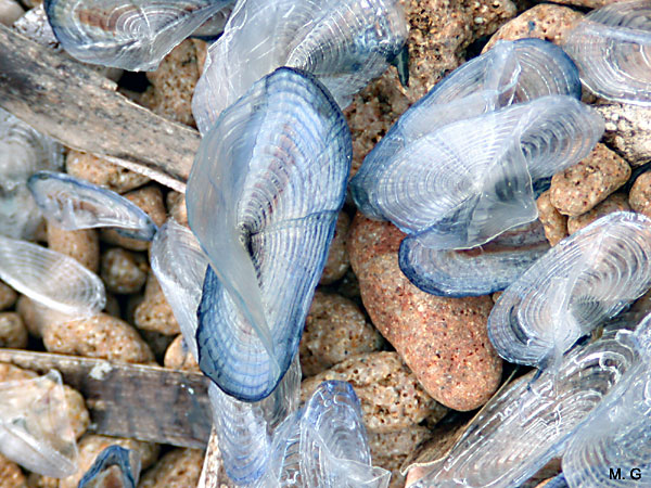 photo de vélelle, Velella velella