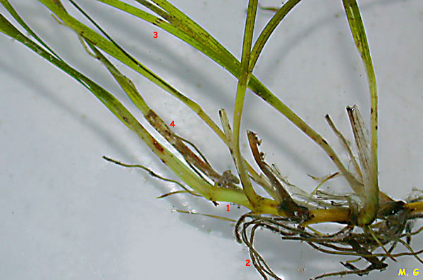 photo de Zostère naine, Zostera noltii, Zostera nana 