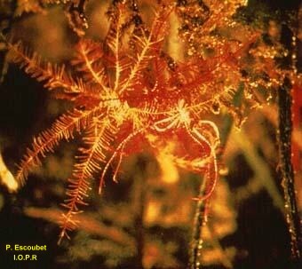 photo de la comatule de Méditerranée, Antedon mediterranea