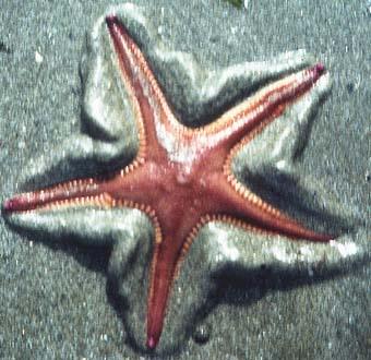 photo de l'étoile de mer à dents de peigne, Astropecten aurantiacus