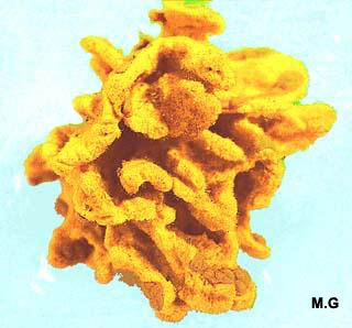 photo d'Axinella damicornis
