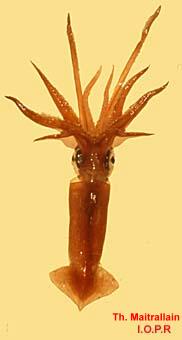 photo de calmar, Loligo vulgaris