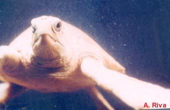 ploto de tortue caouanne, Caretta caretta