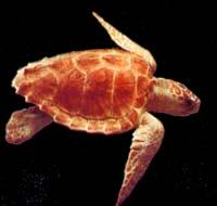 photo de tortue caouanne, Caretta caretta