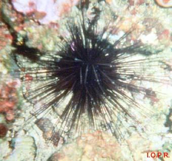 photo de l'oursin diadème, Centrostephanus longispinus