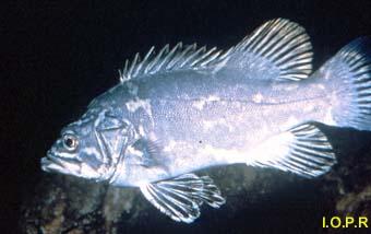 photo du cernier, Polyprion americanus