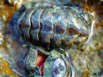photo de chiton sp.