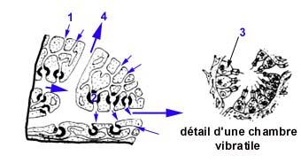 Choanocytes