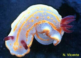 photo de Chromodoris krohni