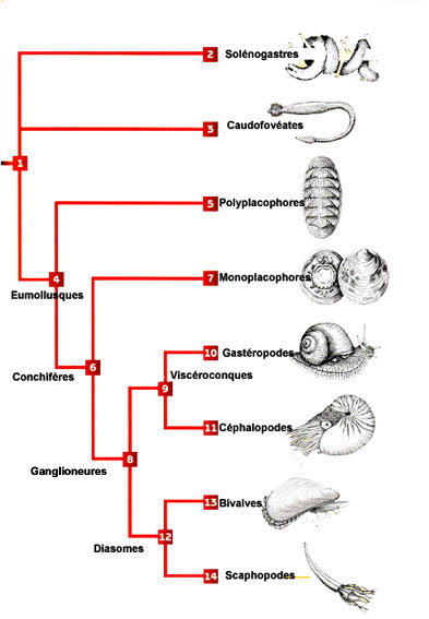 Classification des mollusques