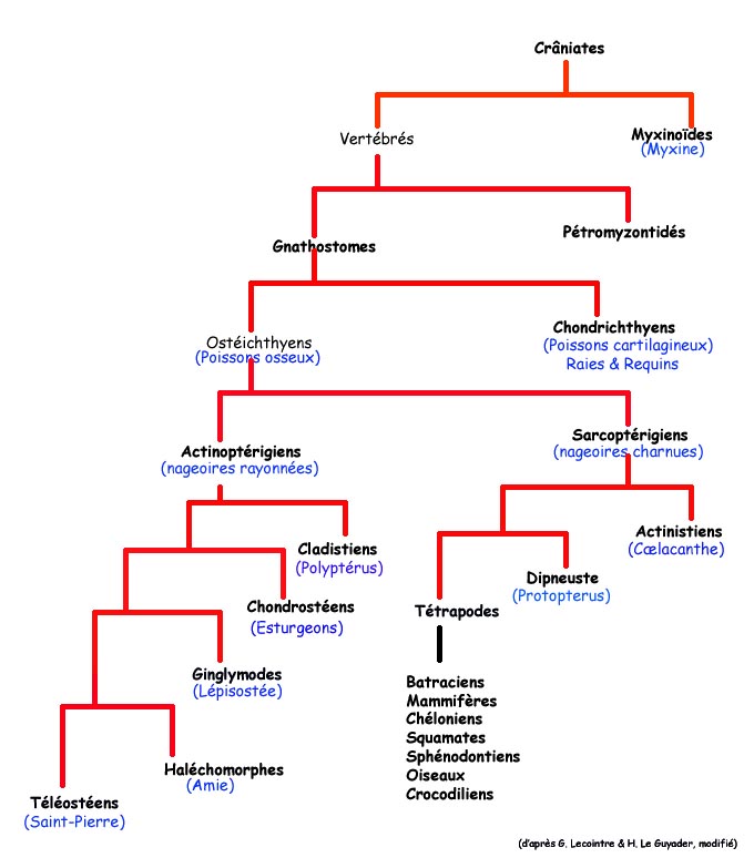 Classification poissons
