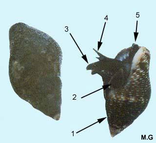 photos de la columbelle rustique, columbella rustica
