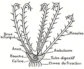 coupe schématique d'une comatule