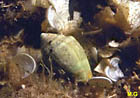 photo du cône de Méditerranée, Conus mediterrneus