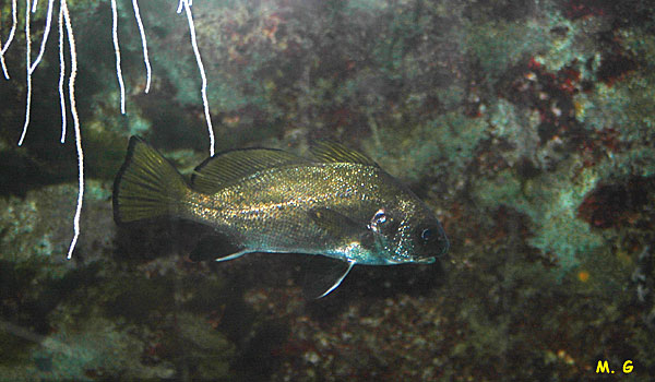 photo d'un corb, Sciaena umbra